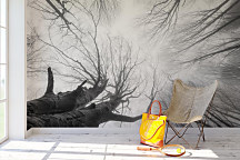 Fototapeta Česká príroda Stromy zs1054 - vliesová